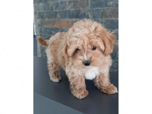 İstanbul Çekmeköy Kıvırcık Tüy Yapılı Maltipoo Yavrusu
