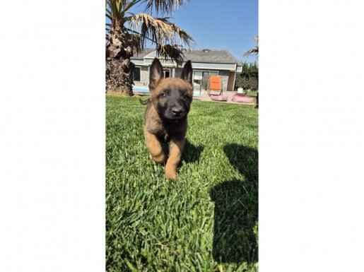 MUHTEŞEM MALİNOİS YAVRULARI 