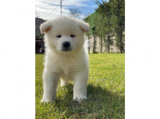 Japon Akita Inu Sadık Dost Ve Koruyucu Karakterli Yavrular