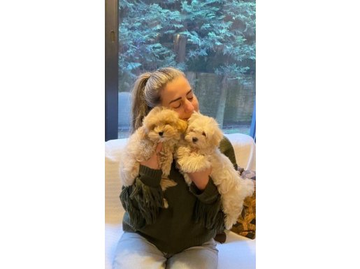 Zeki ve Tüy Dökmeyen Yapısıyla Türkiye'nin En Özel Maltipoo Yavruları Sizleri Bekliyor