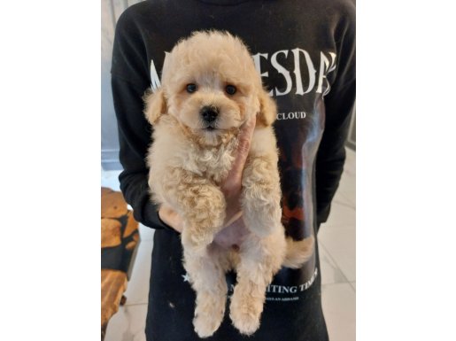 Ev Terbiyeli Kıvırcık Yumak Maltipoo | Aile Dostu Karakter