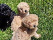 Tea Cup Maltipoo Yavruları  