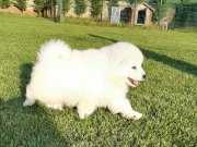 SAMOYED YAVRULARI 