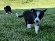 Türkiyenin en özel border Collie yavruları 