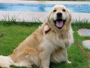 ÇOCUK DOSTU GOLDEN RETRİEVER YAVRULARI 