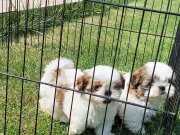 EN SEVİMLİ SHİH TZU YAVRULARI İSTANBUL 
