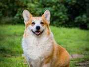 Secereli Welsh Corgi Yavruları İstanbul 