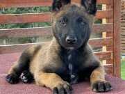 RUHSATLİ ÇİFLİKTEN BELÇİKA MALİNOİS YAVRULARI İSTANBUL 