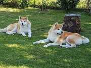 RUHSATLİ ÇİFLİKTEN JAPON AKİTA INU YAVRULARİ İSTANBUL 