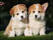 Welsh Corgi Yavruları İstanbul 