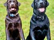 LABRADOR RETRIEVER YAVRULARI ISTANBUL 