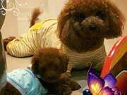 ÖZEL RED BROWN TOY POODLE YAVRULARI İSTANBUL 