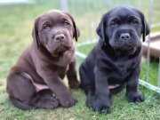Kalite ve Güvenin Adresiden Labrador Retriever Yavruları 