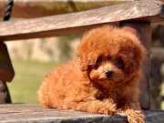 RED BROWN TOY POODLE YAVRULARI 