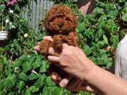 Ruhsatlı Toy Poodle Yavrularımız Üst Kalite 