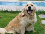 TÜRKİYE'NİN EN ÖZEL KÖPEK ÇİFTLİĞİNDEN GOLDEN RETRİEVER YAVR