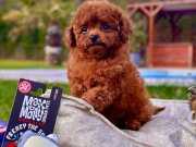 RUHSATLİ ÇİFLİKTEN RED BROWN TOY POODLE YAVRULARI İSTANBUL 