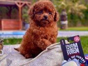 BİR BİRİNDEN SEVİMLİ RED BROWN TOY POODLE YAVRULARI İSTANBUL