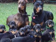 RUHSATLİ ÇİFLİKTEN DOBERMAN YAVRULARI ISTANBUL 