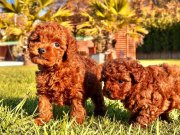 BİR BİRİNDEN GÜZEL EFSANE POODLE YAVRULARI İSTANBUL 