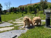 EFSANE GÜZEL MALTİPOO YAVRULARİ ISTANBUL 