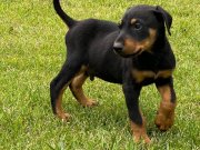 KING DOBERMAN YAVRULARI İSTANBUL 