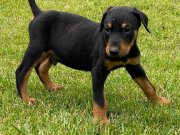 KİNG DOBERMAN YAVRULARI İSTANBUL 