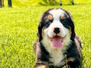 BERNESE MOUNTAİN DOG YAVRULARI İSTANBUL 