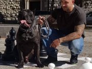 RUHSATLİ ÇİFLİKTEN ÖZEL CANE CORSA YAVRULARI 