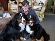 BERNESE MOUNTAİN DOG YAVRULARI İSTANBUL 