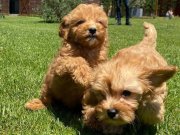 SEVİMLİ MALTİPOO BEBEKLERİ SİZLERİ BEKLİYOR 