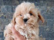 Tüy Dökmeyen Antialerjik Eğitimi Kolay Maltipoo Yavruları