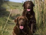 Secereli Labrador Retriever Yavruları 