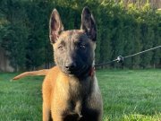 Eğitime Açık Karakterli Secereli Belçika Kurdu Malinois Yavruları