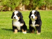 Göz Alıcı Bernese Mountain Dog Yavruları ile Sadık Bir Dostluk