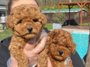 Akıllı ve Tüy Dökmeyen Orijinal Toy Poodle Yavruları