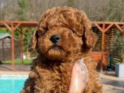 İstanbul Çekmeköy Red Brown Toy Poodle Yavruları