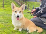EĞİTİMLİ SECERELİ CORGİ ERKEK 