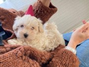 Maltipoo Yavruları Zekası ve Hipoalerjenik Tüy Yapısıyla Yeni Yuvasına Hazır