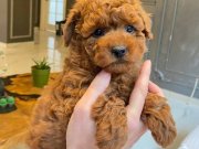 SECERELİ RED BROWN TOY POODLE YAVRULARI İSTANBUL 