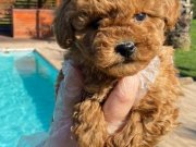 KALİTE VE GÜVENİN TEK ADRESİNDEN YAVRULAR