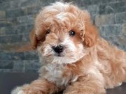 Ruhsatlı Çiftlikten Maltipoo Yavruları