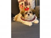 Şirin Shih Tzu Yavruları