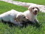 OOyun Seven Akıllı Labrador Yavruları 