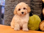 Maltipoo Apricot Yavrularımız