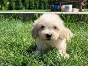 Sağlık ve Irk Garantili Maltipoo Yavruları 