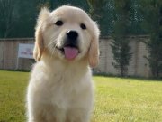 Golden retriever yavruları sizleri bekliyor 
