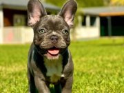 French bulldog yavruları sizleri bekliyor 