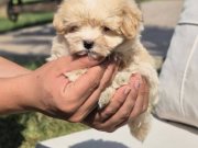 EŞSİZ GÜZELLİKTE MALTİPOO YAVRULARI ISTANBUL 