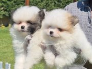 POMERANİAN ÇİFLİĞİNDEN EŞSİZ GÜZELLİKTE YAVRULAR